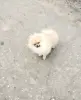 Девочка померанского шпица