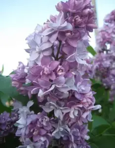 Продам цветы многолетники