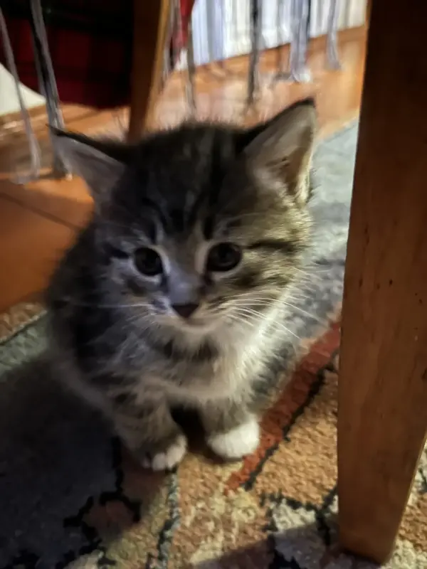 Отдам в добрые руки котята