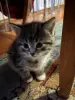 Отдам в добрые руки котята