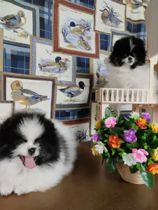 Шпиц померанский