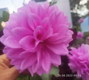Георгины. Корневище.