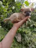 Счастье на ладошке щенули чихуахуа