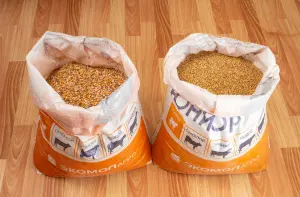 Горох