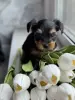 Йоркширский терьер