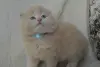 Шотландские Вислоухие и Прямоухие Котята