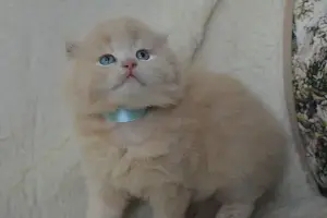Шотландские Вислоухие и Прямоухие Котята