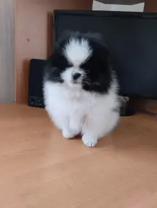 Шпиц