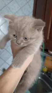 Шотландские лиловые котята