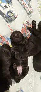 Щенки