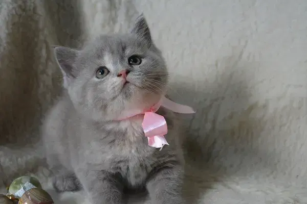Шотландские Вислоухие и Прямоухие Котята