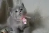 Шотландские Вислоухие и Прямоухие Котята