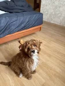 Щенки кавапу ф1 cavapoo f1   доставка