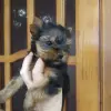 Йорк девочка.