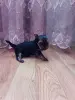 Девочка йоркширского терьера
