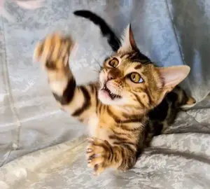Бенгальские котята