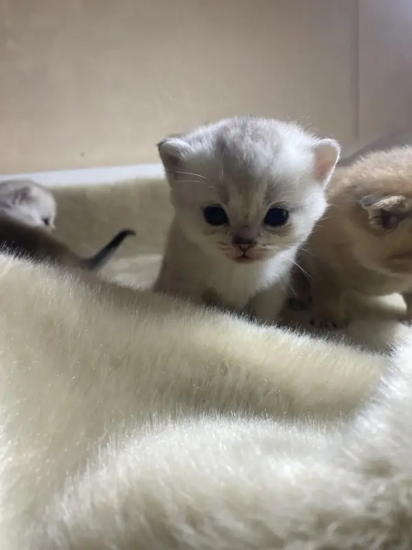 Котята для брони