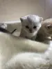 Котята для брони