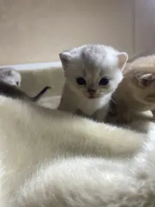 Котята для брони