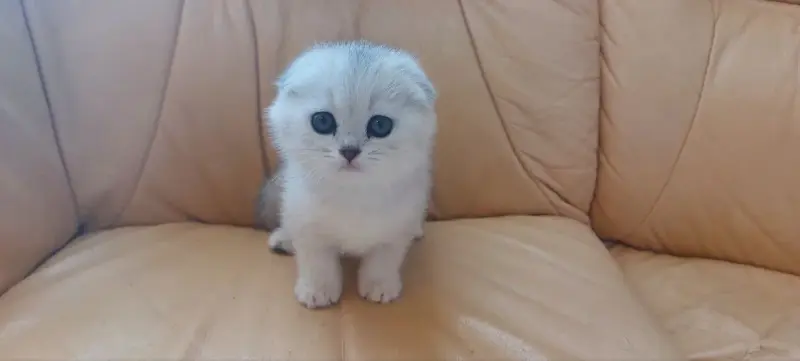 Шотландский котенок/котята вислоухие белые/серебро