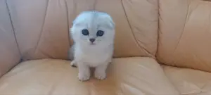 Шотландский котенок/котята вислоухие белые/серебро