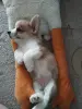 Корги