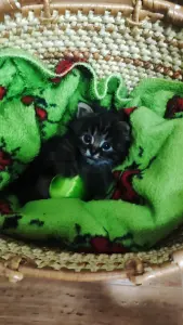 Котенок