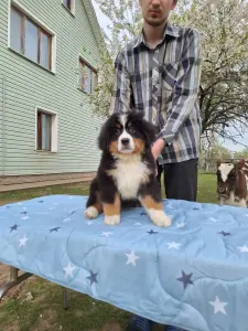 Щенок Бернского Зенненхунда