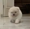 Померанский шпиц