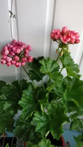 Герань тюльпановидная, - кустик высотой 20 см