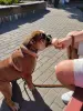 Английский бульдог