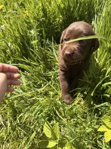 Щенки шоколадного лабрадора
