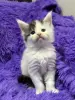 Мейн-Кун чистокровные котята