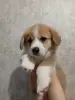 Вельш-корги-пемброк
