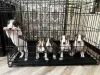 Щенки миниатюрного бультерьера