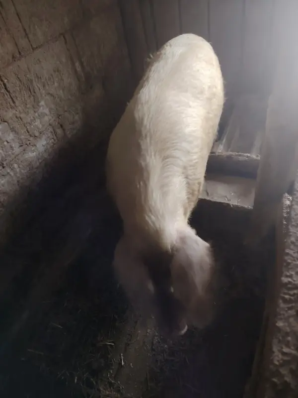 Хряк рабочий
