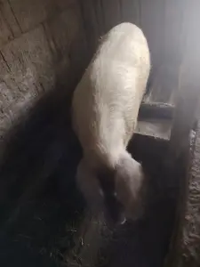 Хряк рабочий