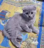 Шотландская вислоухая кошечка