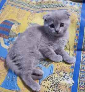 Шотландская вислоухая кошечка