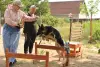 Дрессировка собак. Услуги кинолога - зоопсихолога
