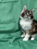 Мейн-Кун чистокровные котята