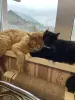 Котята Майн-Кун