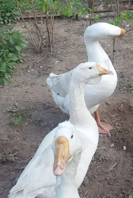 Гуси семья 1+3