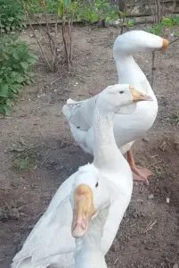 Гуси семья 1+3