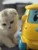 Шотландский котенок