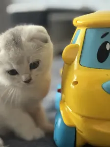 Шотландский котенок