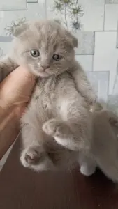 Шотландские вислоухие котята