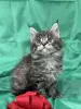 Мейн-Кун чистокровные котята