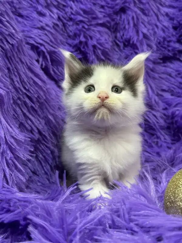 Мейн-Кун чистокровные котята