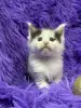 Мейн-Кун чистокровные котята